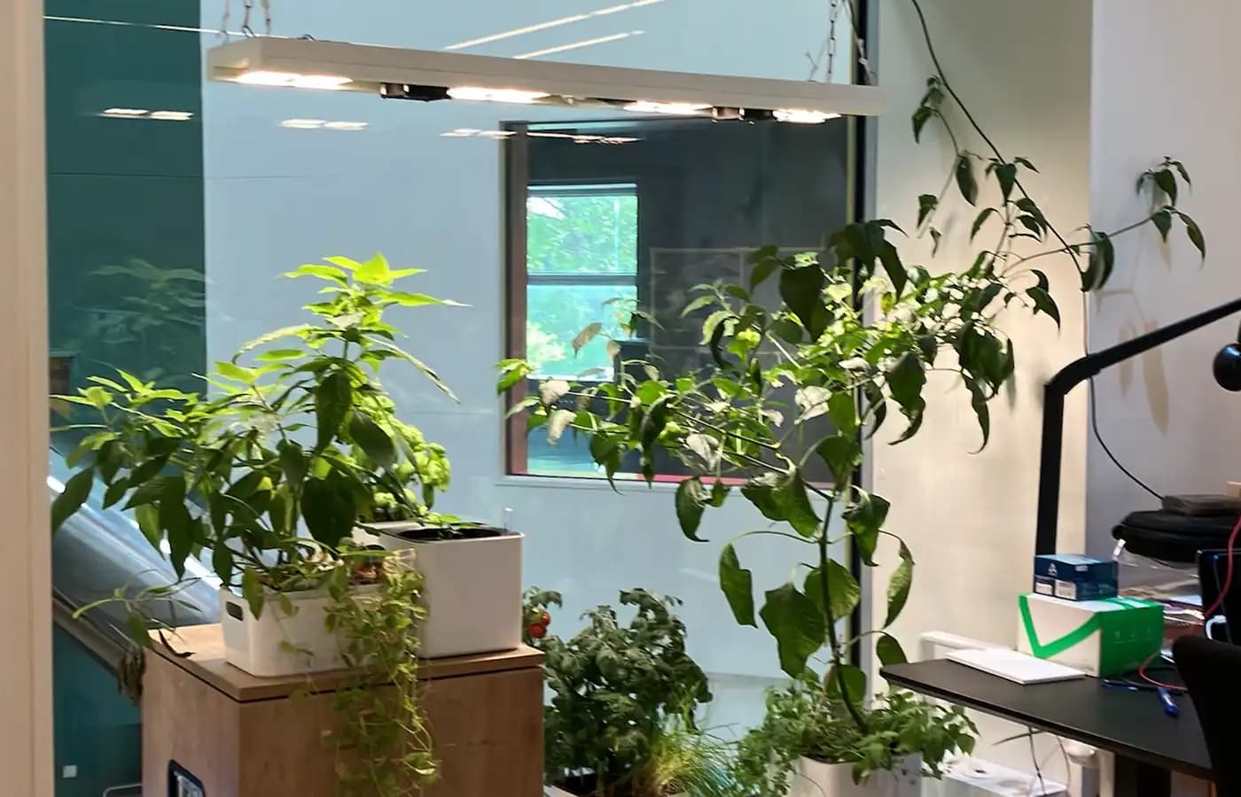 CultiKit Vækstlys Guide 2025: Svar på Alle Dine Spørgsmål om LED Grow Lights